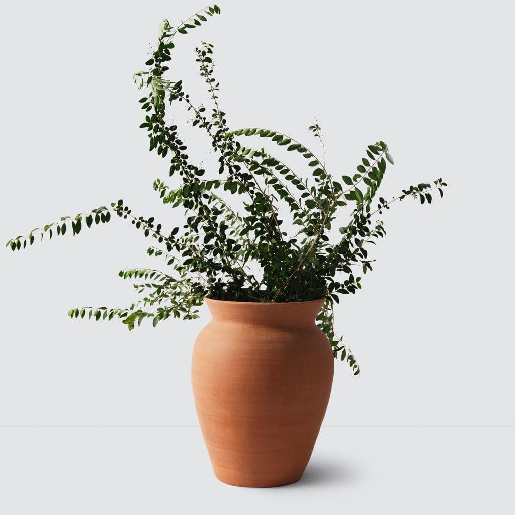 Lafayette Planter